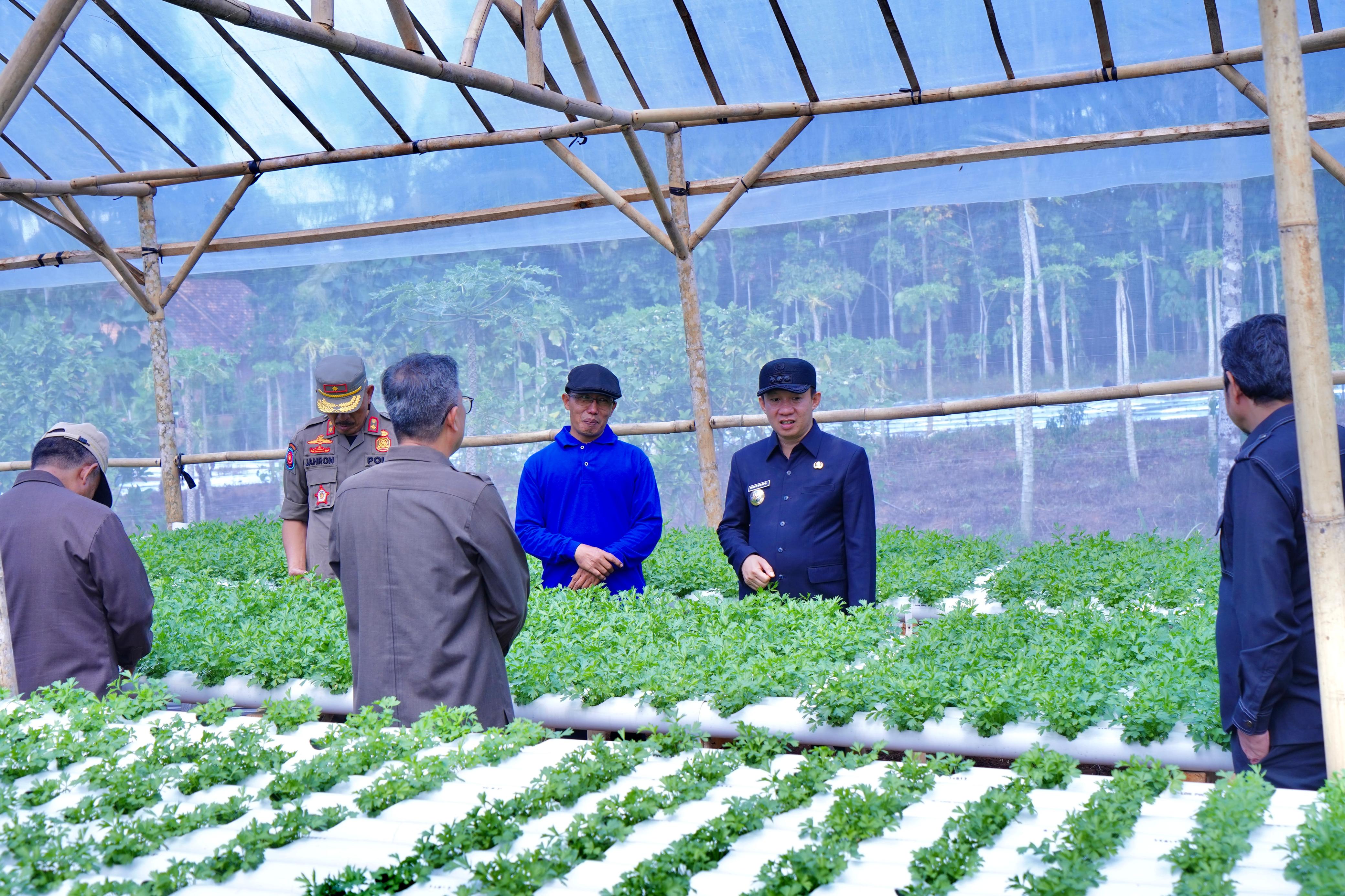 Pj Bupati Pringsewu Tinjau Budidaya Pertanian Hydroponic di Pekon Margosari