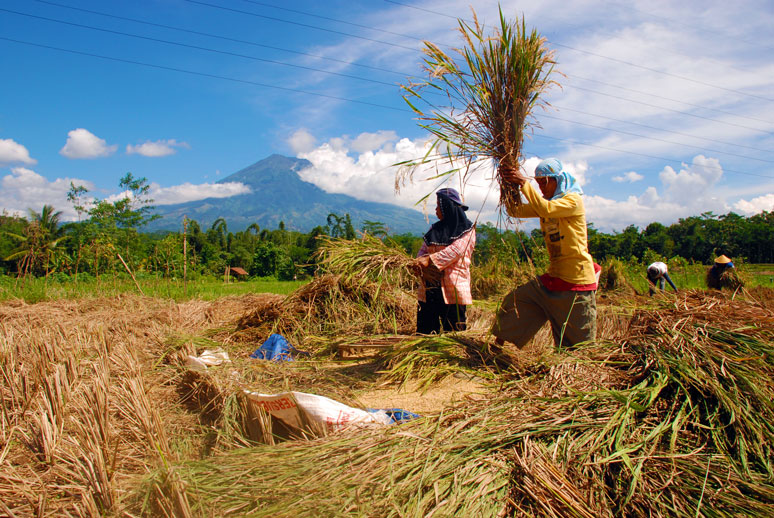 Produksi Padi Tanggamus Tahun 2017 Meningkat