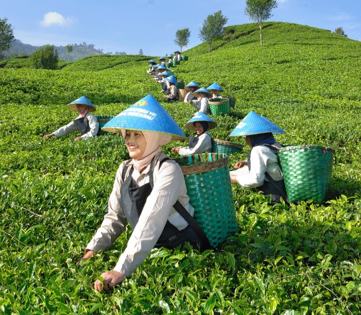 Performa PTPN I Perkuat Visi Hilirisasi 2026, Catat Penjualan Rp4,99 Triliun