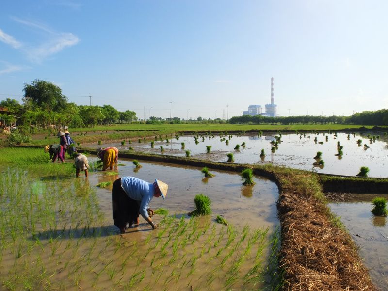 PLN Gandeng Sang Hyang Seri Olah Sekam Padi Jadi Bahan Bakar PLTU.