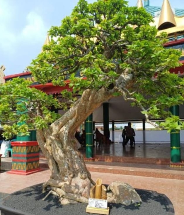 670 Bonsai Hiasi Pamnas Pringsewu Jejama 2024