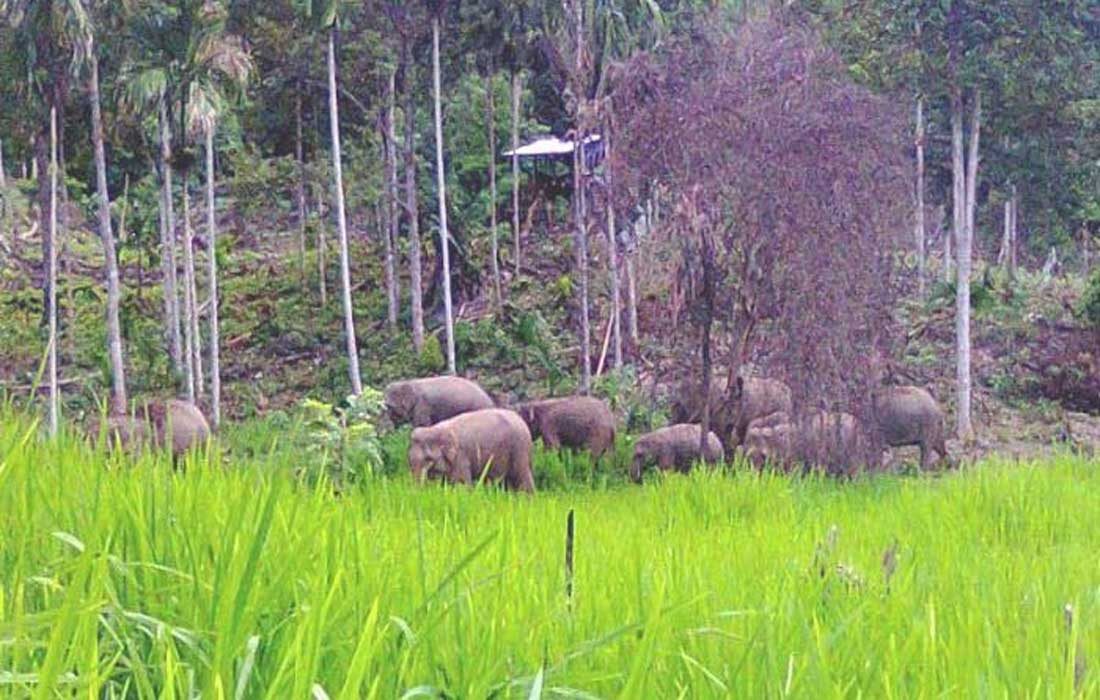 Gerombolan Gajah Liar Mengamuk, Satu Orang Warga Meninggal Dunia