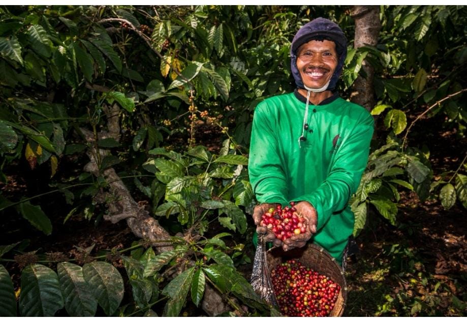 Kebun Kopi Ijen, Warisan yang Terus Menghidupi