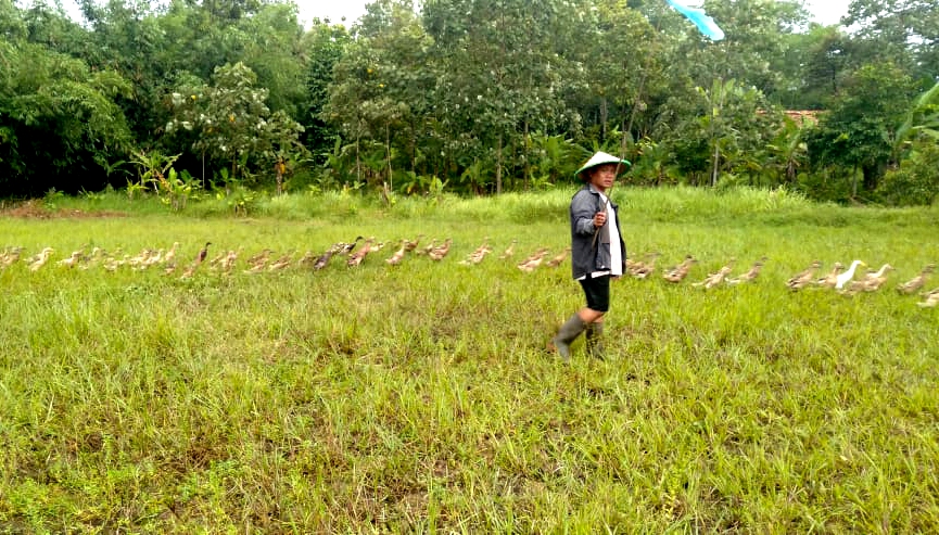 Kembalikan Kejayaan Bebek di Pringsewu