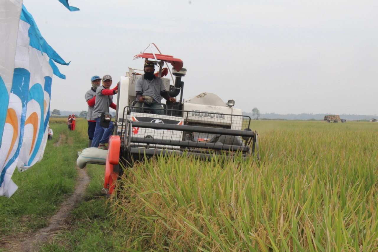 Sawah Petani Mitra Binaan PTPN VII Panen Raya