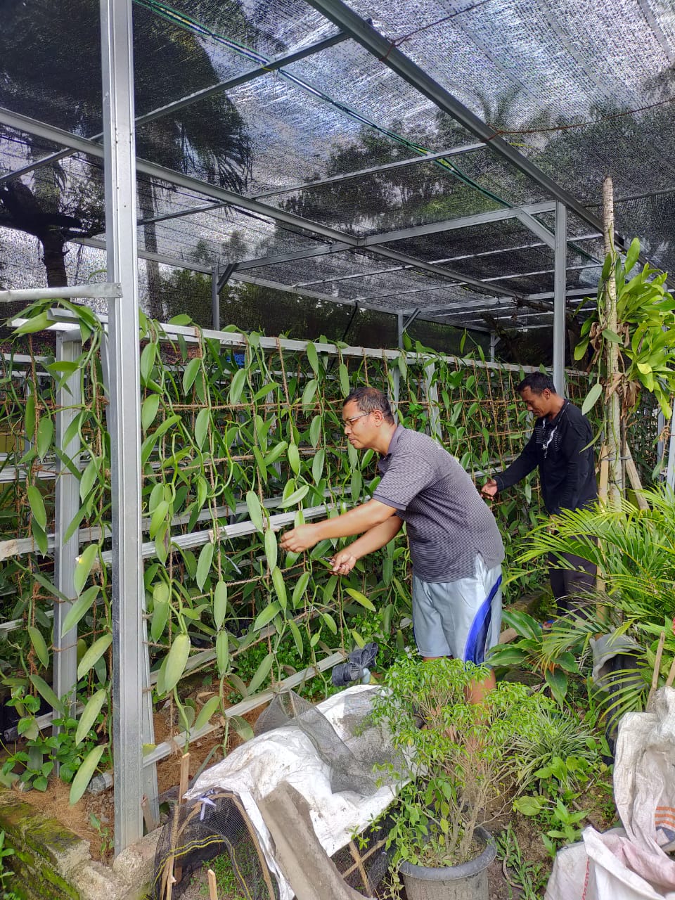 Komunitas Petani Vanili Pekon Ambarawa Segera Dibentuk.