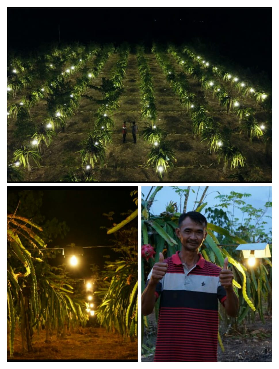 Produksi Buah Naga Sugiono Naik, 20 Petani Lain Ingin Meniru Pakai Listrik PLN.