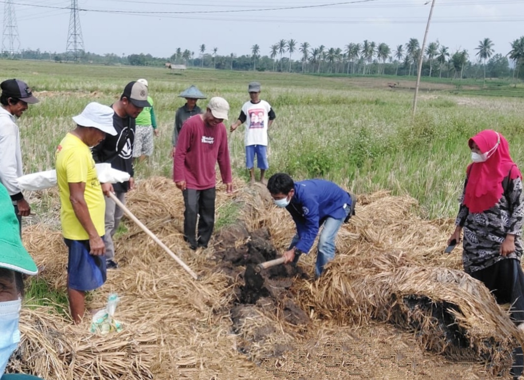 Atasi Hama Tikus, Petani di Pringsewu Lakukan Gerdal