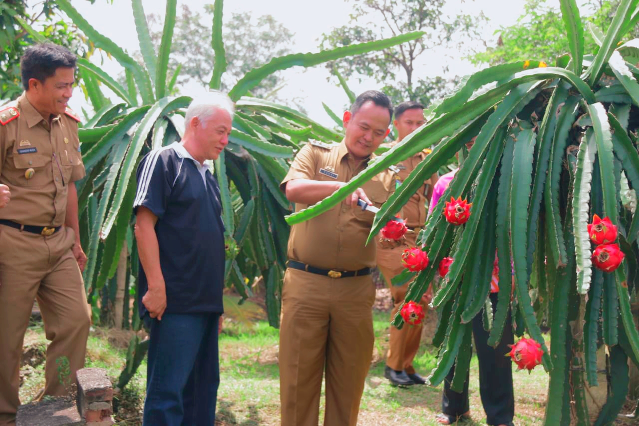 Kebun Buah Naga Kampoeng BW,  Agrowisata Potensial Di Pringsewu.