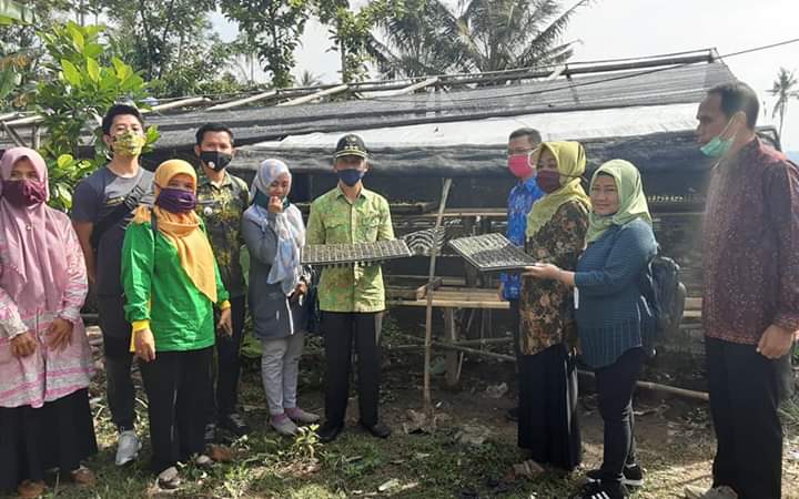 KWT di Pringsewu Kembangkan Budidaya Bawang Merah Dan Cabai Melalui Polybag