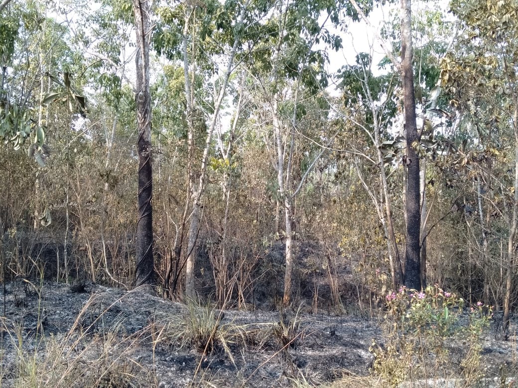 Pasal Puntung Rokok, Puluhan Hektar Ladang Terbakar