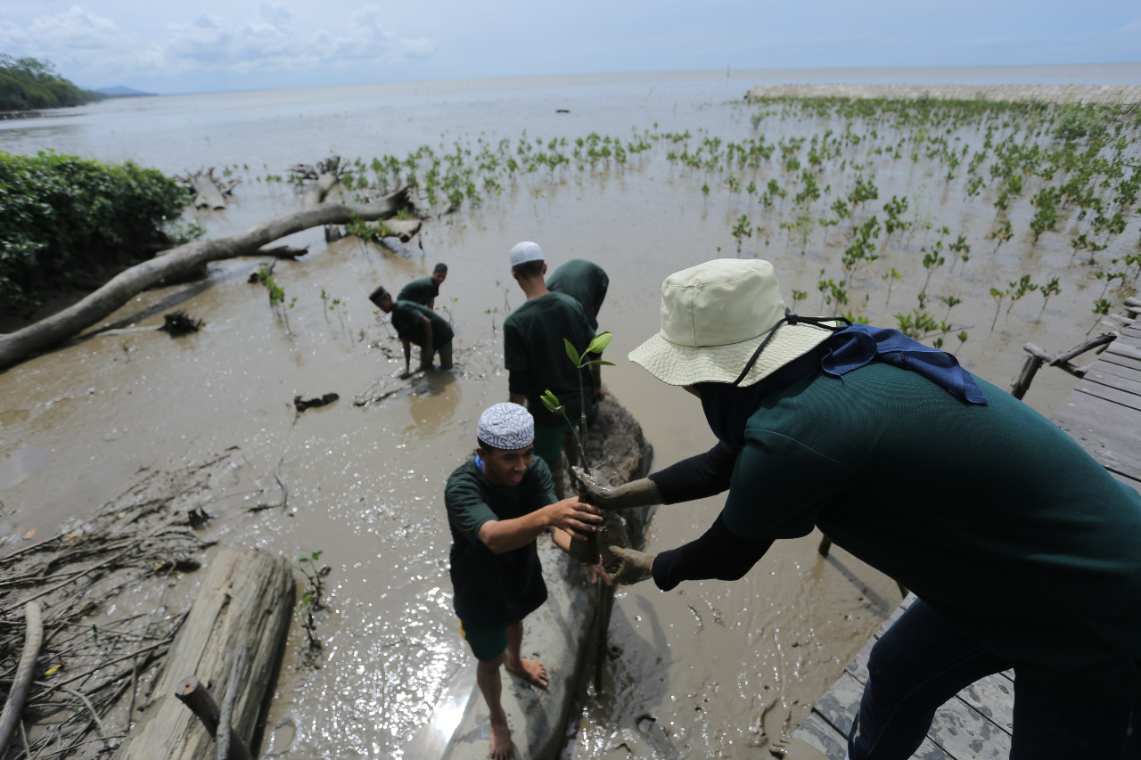 Cegah Abrasi Lindungi Lingkungan, PLN Tanam 10.000 Mangrove di Kalbar.