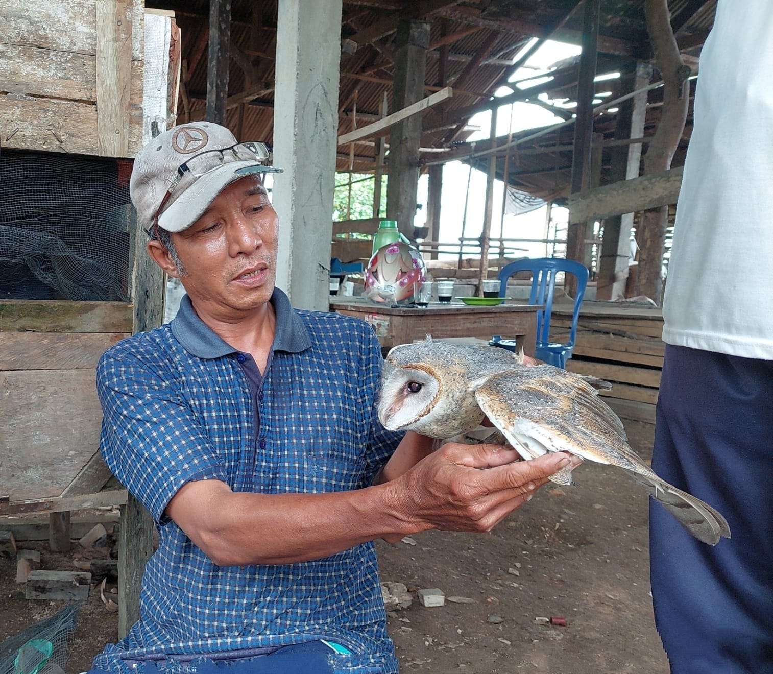 Tyto Alba, Burung  Sahabat Petani, Sebuah Solusi Usir Hama.