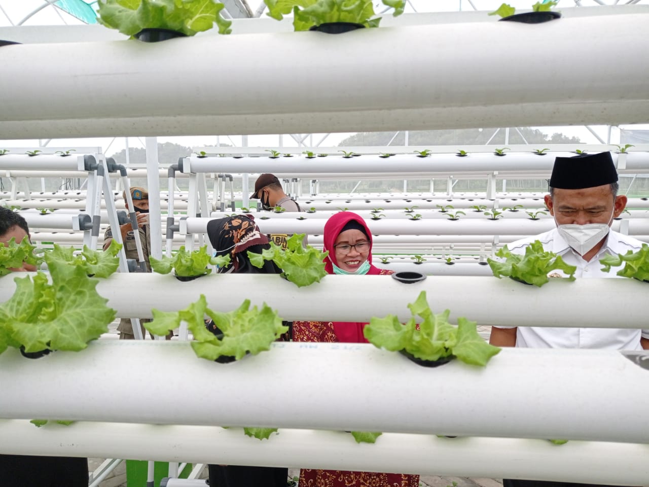 Wabup Fauzi Tinjau Greenhouse Hidro Agung di Jati Agung