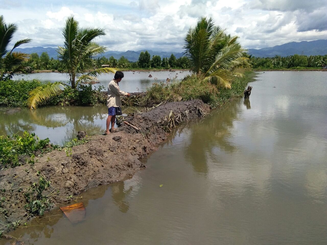 Siklon Tropis Po rak Poranda kan Tambak Udang