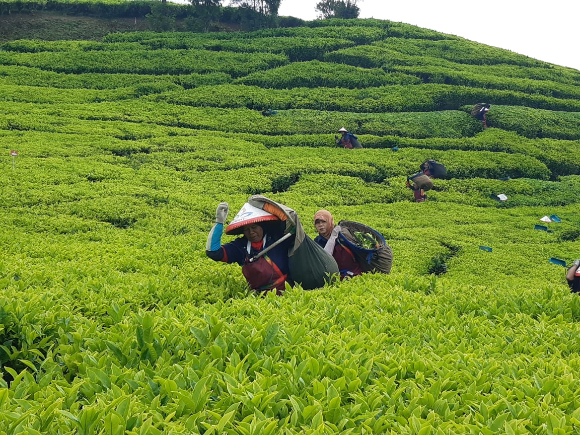 PTPN I Reg.2 Siap Replanting 14.000 Hektare