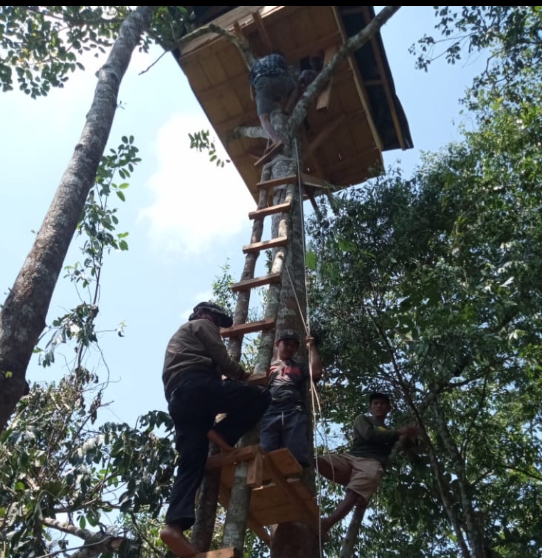 Pantau Gajah Liar Masuk Pemukiman, Warga Bangun Rumah Pohon.