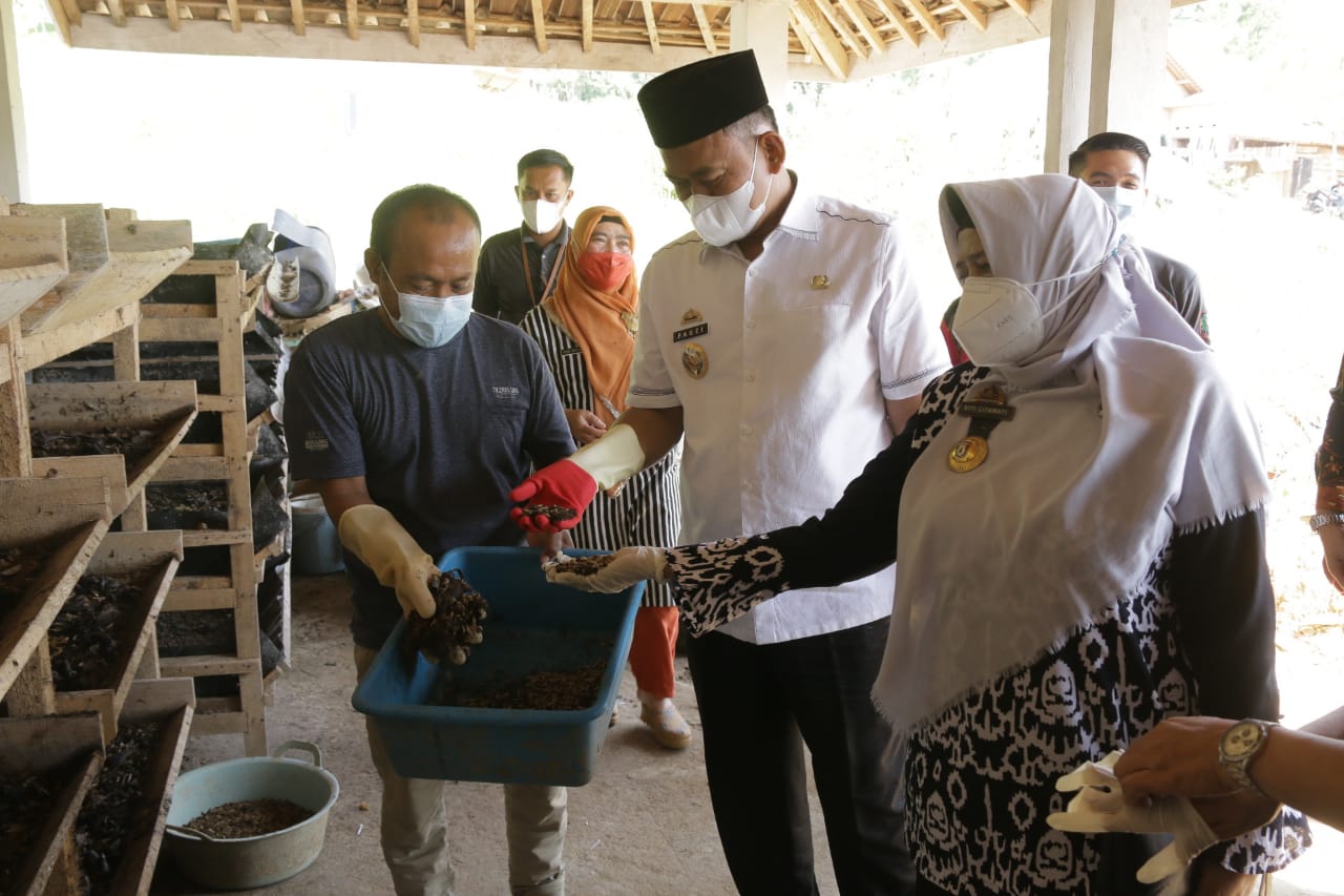 Budidaya Maggot di Pringsewu Menjanjikan