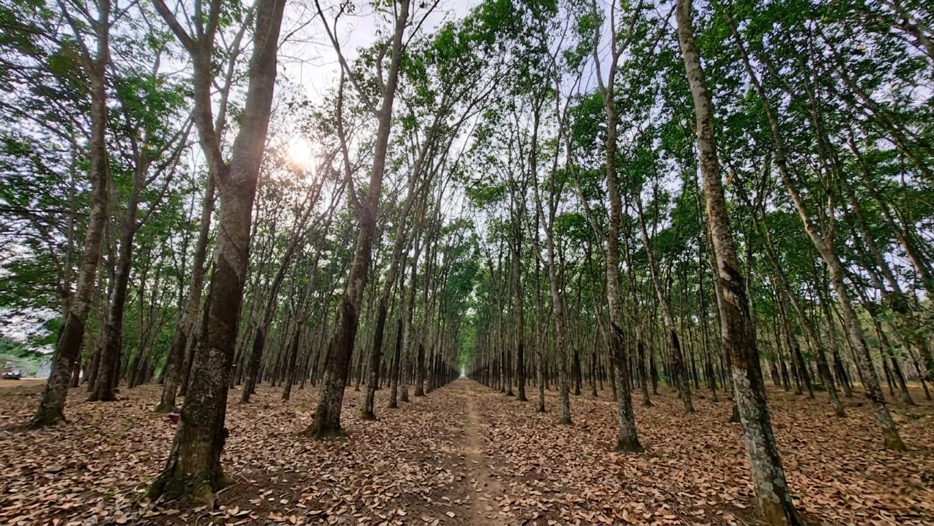 PTPN I Reg.7 Tolak Tegas Penerbitan Sertipikat Lahan Pihak Lain di Taman Sari