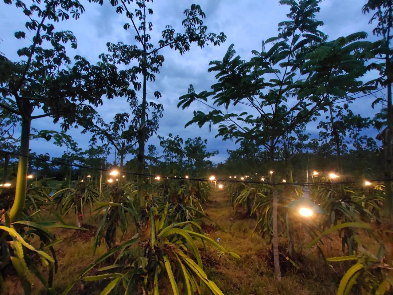 Perluas _Electrifying Agriculture,_ PLN Dukung Pengembangan Agrowisata Petik Buah Naga di Manokwari.