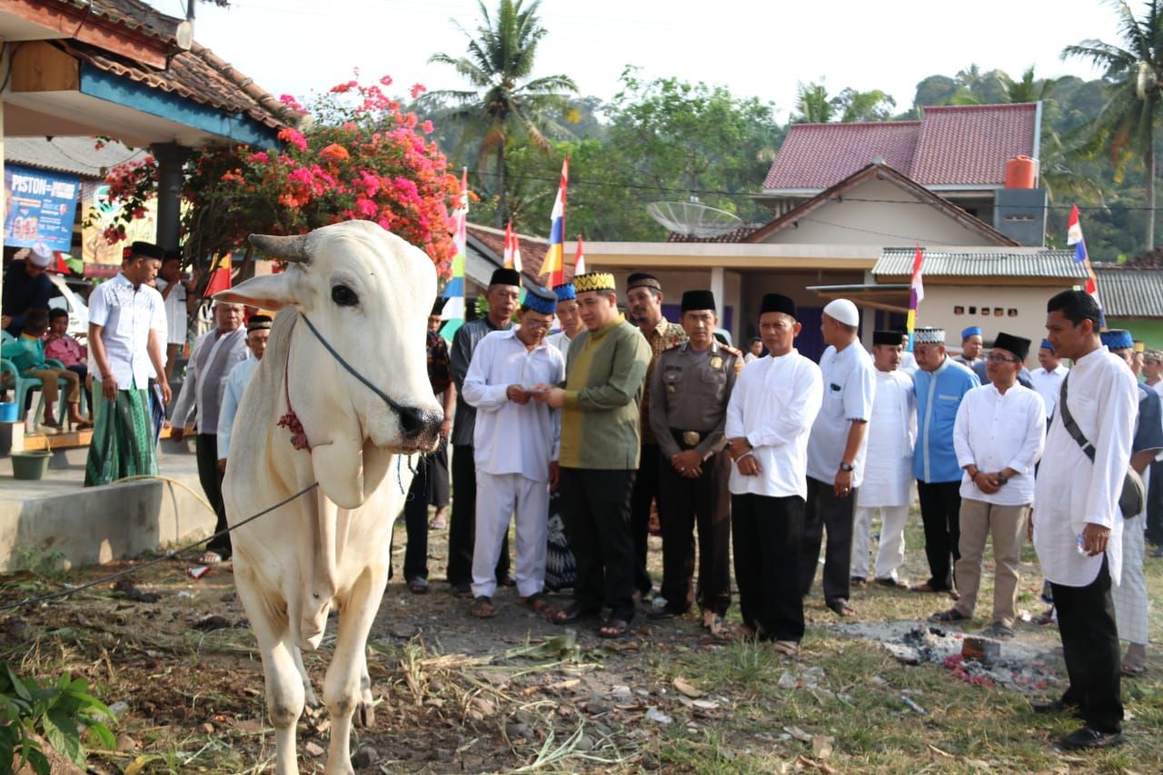 Pemkab Pesawaran Potong 24 Ekor Hewan Kurban