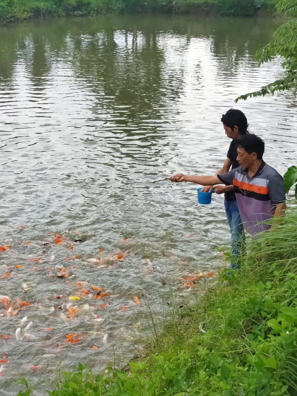 Bermodal Ketekunan, Alwi Yuni Sukses Budidaya Ikan Koi