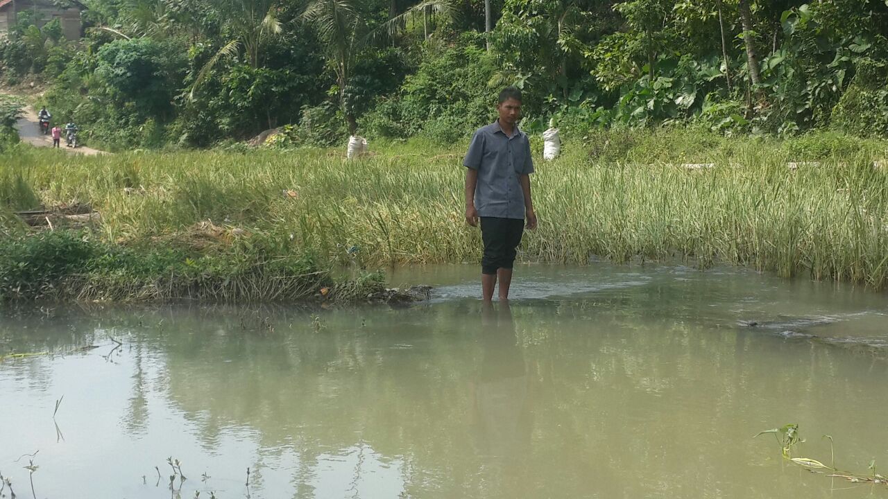 Akibat Tanggul Jebol, Ratusan Sawah Warga Terancam Gagal Panen