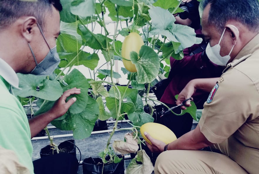 Sewufarm Kembangkan Melon Organik.