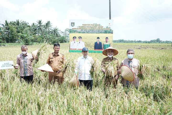 Staf Ahli Bupati Asahan Hadiri Panen Raya Padi Petani Binaan Baznas Kabupaten Asahan