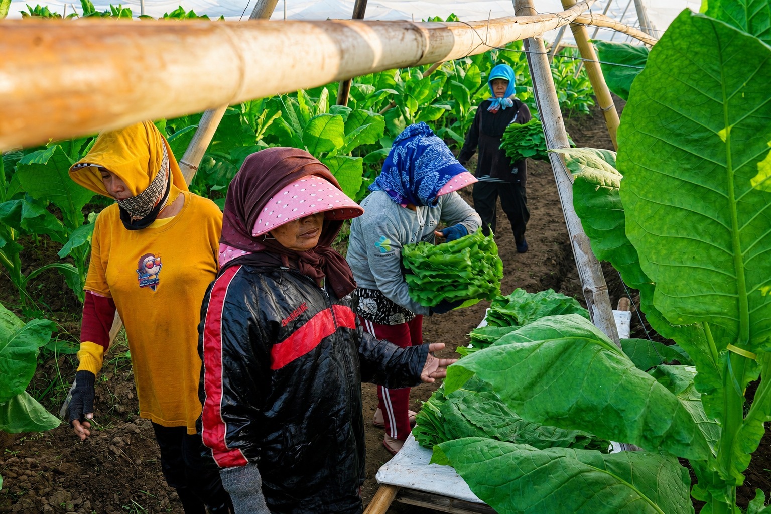 PTPN I Jaga Praja dan Ekonomi Petani Pemilik Lahan di Jember