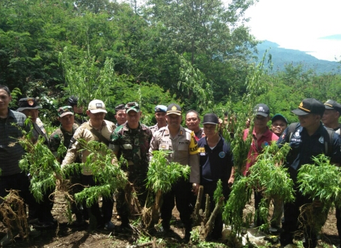 Terkait Penemuan Ladang Ganja. Kapolres Tanggamus : Kami Akan Lakukan Upaya Pencegahan