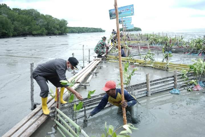 Pemkab Asahan Tanam 10.000 Bibit Pohon Mangrove