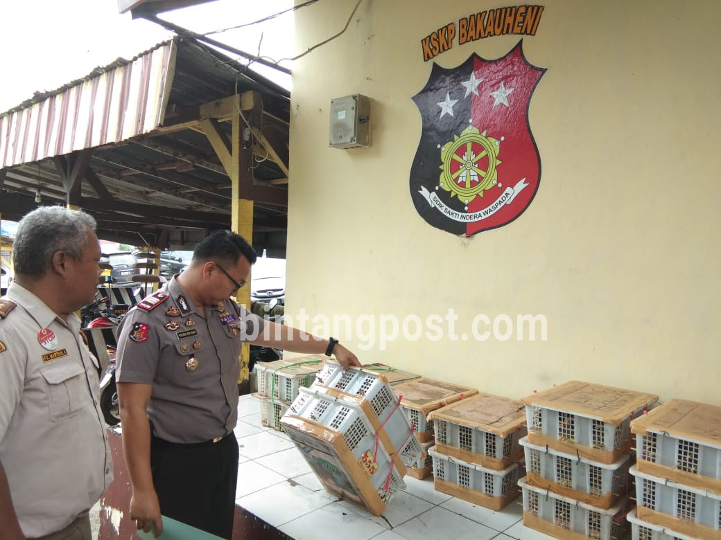 KSKP Bakauheni Gagalkan Penyelundupan Burung Dilindungi