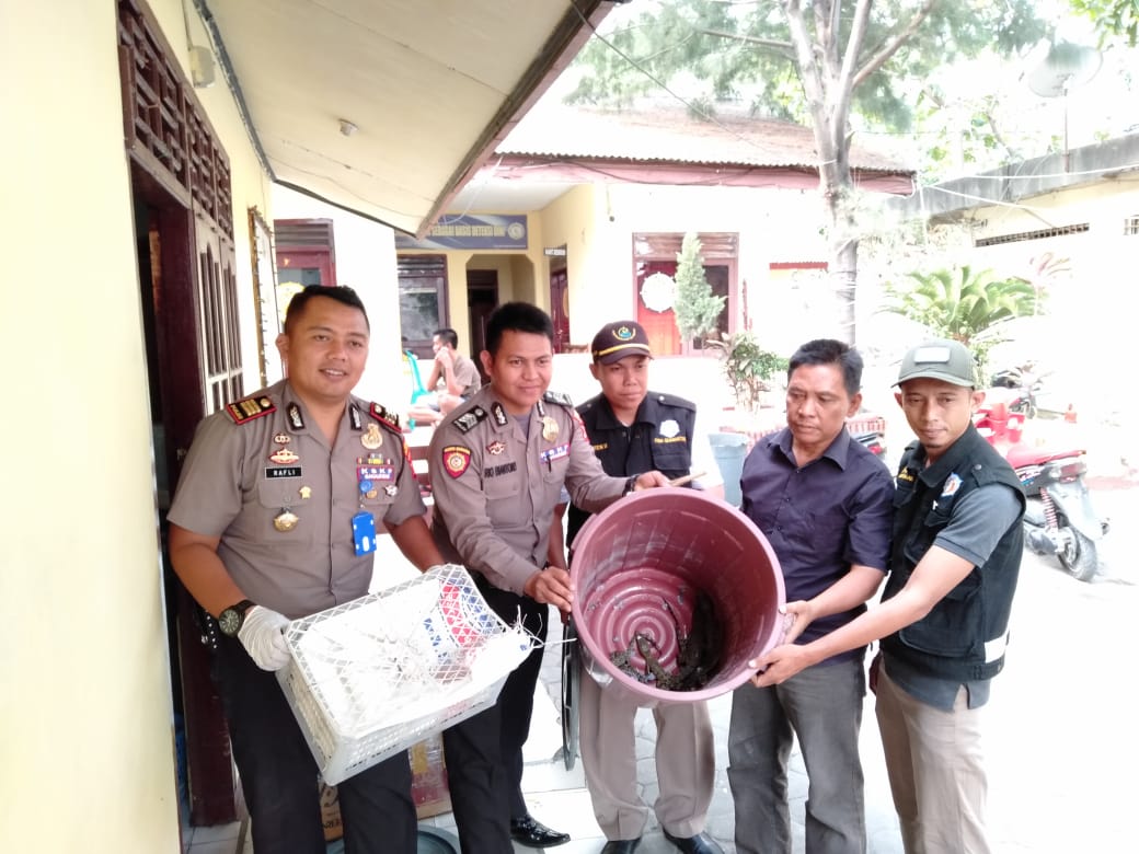 KSKP Bakauheni Amankan Baby Crocodile