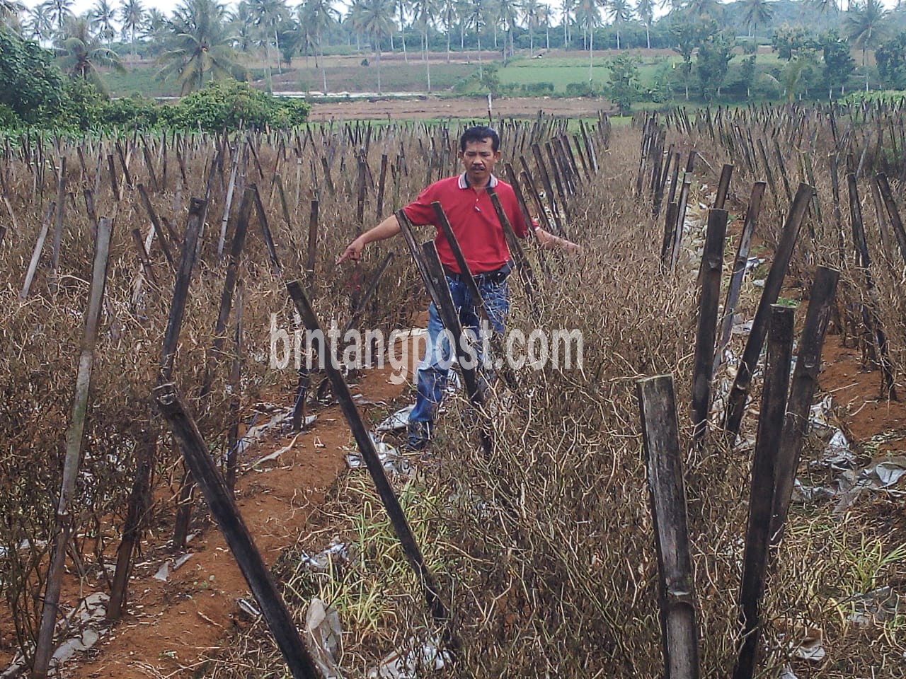 Tanaman terendam air hujan, Petani Cabai  merugi puluhan  Juta Rupiah