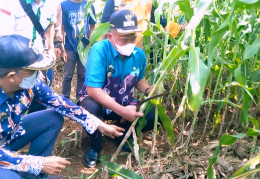 Wabup Fauzi Panen Perdana Sorgum di Pringsewu