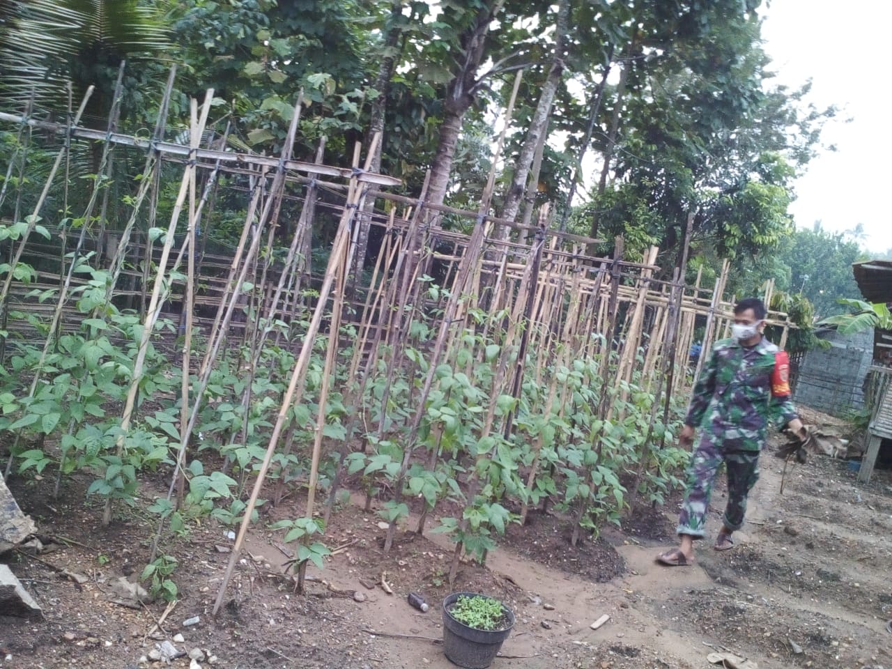 Ditengah Pandemi Covid-19, Babinsa Manfaatkan Lahan Kosong Untuk Ketahanan Pangan