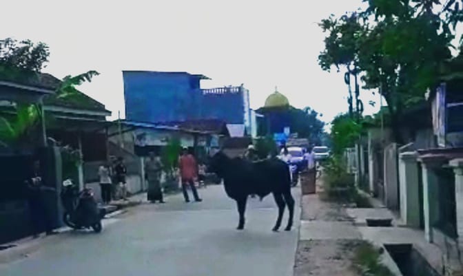 Hendak Dijadikan Qurban, Seekor Sapi Di Pringsewu Terlepas & Mengamuk