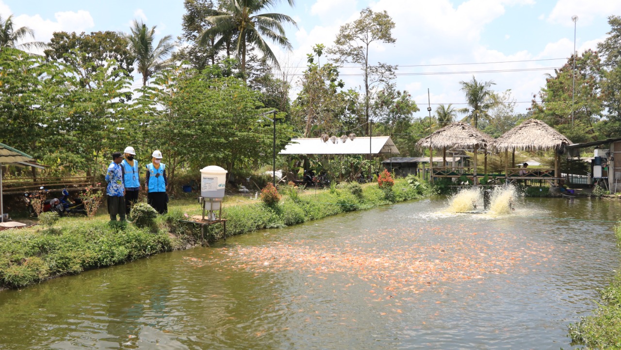 Electrifying Agriculture PLN Berhasil Dongkrak Produktivitas Budidaya Ikan Nila di Kalasan.
