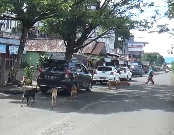 Masyarakat Resah, Puluhan Ekor Anjing Berkeliaran Di Area Pasar Kota Agung.