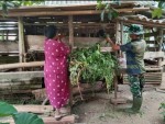 Satgas TMMD Bantu Warga Berikan Makan Ternak