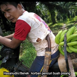 Di Fajar Mulia Marak Pencurian Buah Pisang