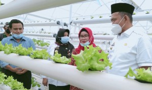 Wabup Pringsewu Tinjau Oemah Sewu & Green House Hidroponik Terbesar di Lampung