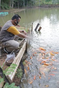 Ribuan Benih Ikan Jelabat Ditebar di Sejumlah Lokasi di Pringsewu