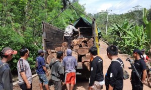 Diduga Hasil Pembalakan Liar, 136 Batang Sonokeling Diamankan Polres Tanggamus