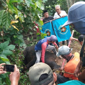 Jelang Idul Fitri, PWI Pringsewu Gelar Tradisi Rutin Potong Sapi