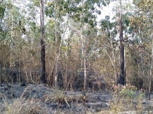 Pasal Puntung Rokok, Puluhan Hektar Ladang Terbakar