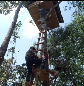 Pantau Gajah Liar Masuk Pemukiman, Warga Bangun Rumah Pohon.