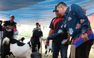 Dendi Ingin Pesawaran Jadi Lumbung Ternak Kambing Etawa