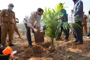 Bupati Tubaba Lakukan Penanaman Perdana Kelapa Sawit Program Peremajaan.